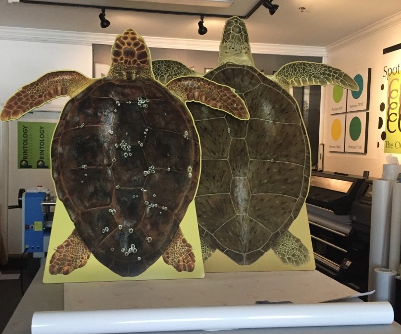 Turtle Cutouts Reach Museum Home